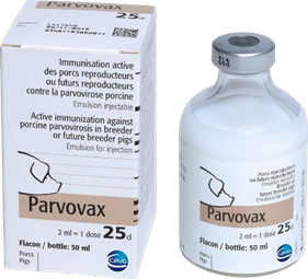 Các biện pháp xử lý và điều trị bệnh Parvovirus trên heo là gì?